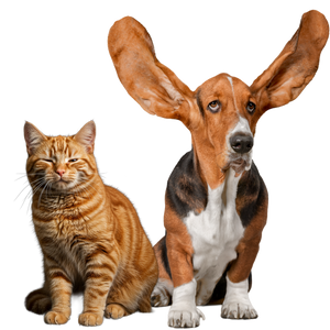 Ear & Eye Care